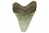 Fossil Megalodon Tooth - North Carolina #298829-1